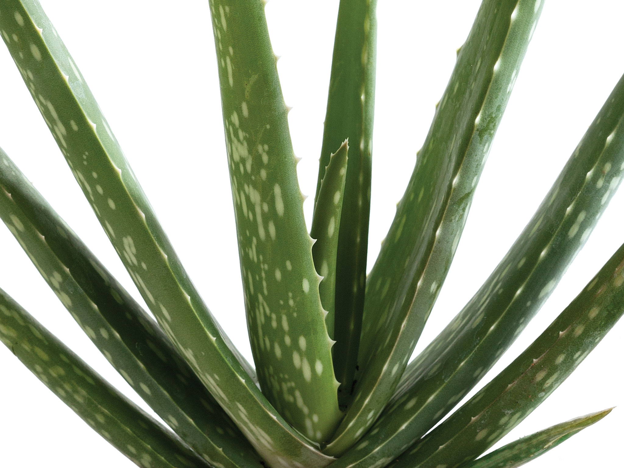 skörda aloe vera skörda aloe vera